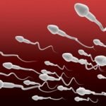 proses spermatogenesis pria