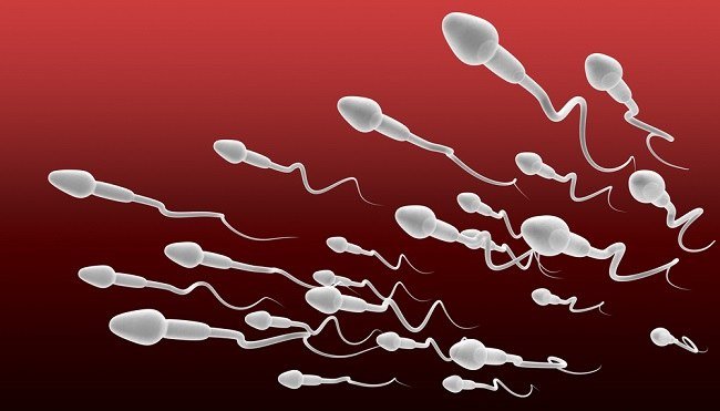 proses spermatogenesis pria